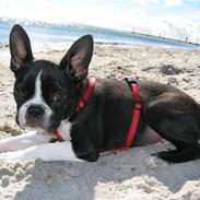 Boston terrier Emma Von H.M.