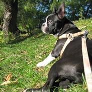 Boston terrier Emma Von H.M.