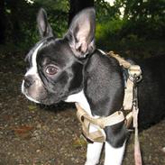 Boston terrier Emma Von H.M.