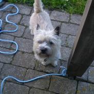 Cairn terrier Vaks