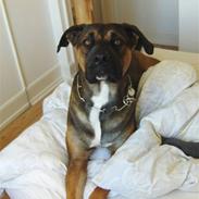 Blanding af racer diva