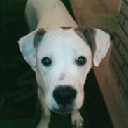 Amerikansk bulldog Kobush