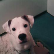 Amerikansk bulldog Kobush