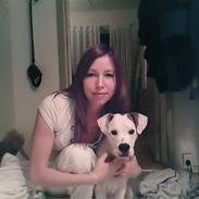 Amerikansk bulldog Kobush