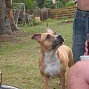 Amerikansk staffordshire terrier trunte