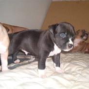 Amerikansk staffordshire terrier KoKo