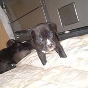 Amerikansk staffordshire terrier KoKo