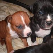 Amerikansk staffordshire terrier Kenzo