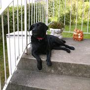 Labrador retriever Sandy