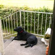 Labrador retriever Sandy