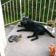 Labrador retriever Sandy