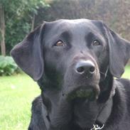 Labrador retriever Freja