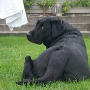 Labrador retriever Freja