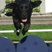 Labrador retriever Freja