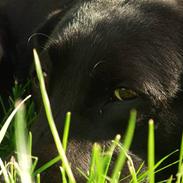 Labrador retriever Freja