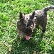 Cairn terrier Topper