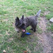 Cairn terrier Topper
