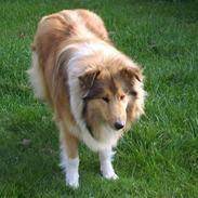 Collie langhåret Nicki