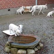 Hvid Schweizisk Hyrdehund Ny Hviddueholm's Enya