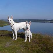 Hvid Schweizisk Hyrdehund Ny Hviddueholm's Enya