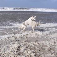 Hvid Schweizisk Hyrdehund Ny Hviddueholm's Enya