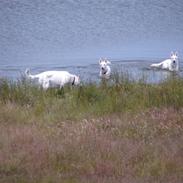 Hvid Schweizisk Hyrdehund Ny Hviddueholm's Enya