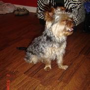 Yorkshire terrier Pigo