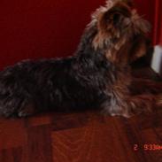 Yorkshire terrier Pigo