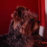 Yorkshire terrier Pigo