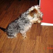 Yorkshire terrier Pigo