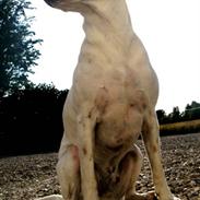 Dansk svensk gaardhund Buster