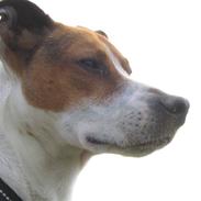 Dansk svensk gaardhund Buster