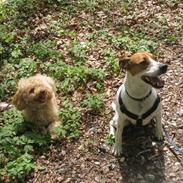 Dansk svensk gaardhund Buster