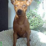 Dvaergpinscher Milo
