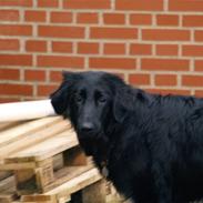 Hovawart Markus (isildur)