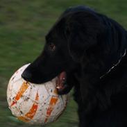 Hovawart Markus (isildur)