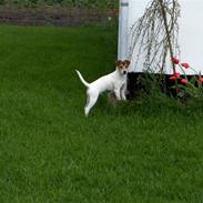 Parson russell terrier Jack