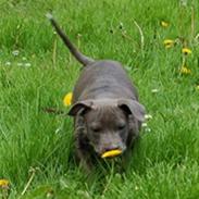 Amerikansk staffordshire terrier Alou