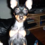 Dvaergpinscher Bobo