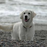 Golden retriever Flashlight Luna
