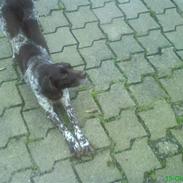 Kleiner münsterländer Curly