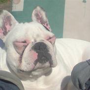 Fransk bulldog Trunte