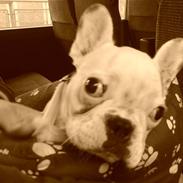 Fransk bulldog Trunte