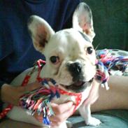Fransk bulldog Trunte