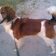 Kooikerhondje Taga's Iljen (Freja)