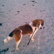 Kooikerhondje Taga's Iljen (Freja)