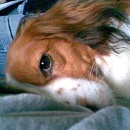 Kooikerhondje Taga's Iljen (Freja)