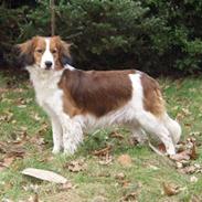 Kooikerhondje Taga's Iljen (Freja)