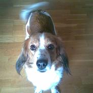 Kooikerhondje Taga's Iljen (Freja)