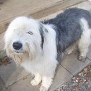 Blanding af racer Valdemar